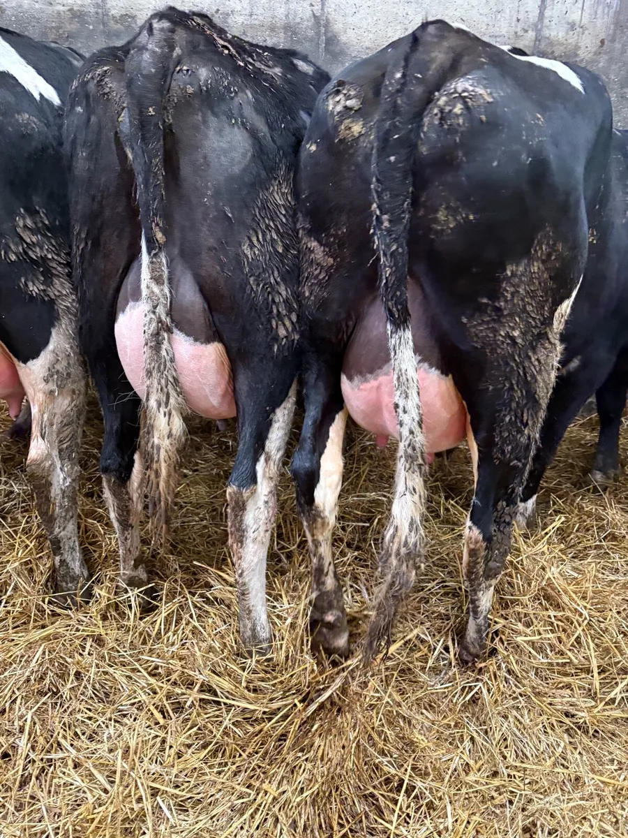 10 ai bred calved heifers - Image 4