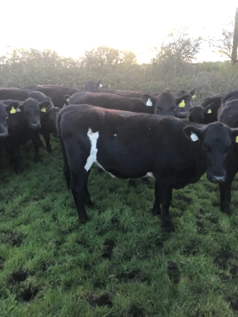 20 Angus Heifers - Image 3