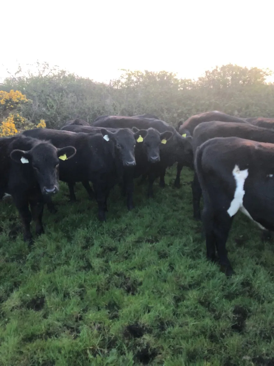 20 Angus Heifers - Image 4