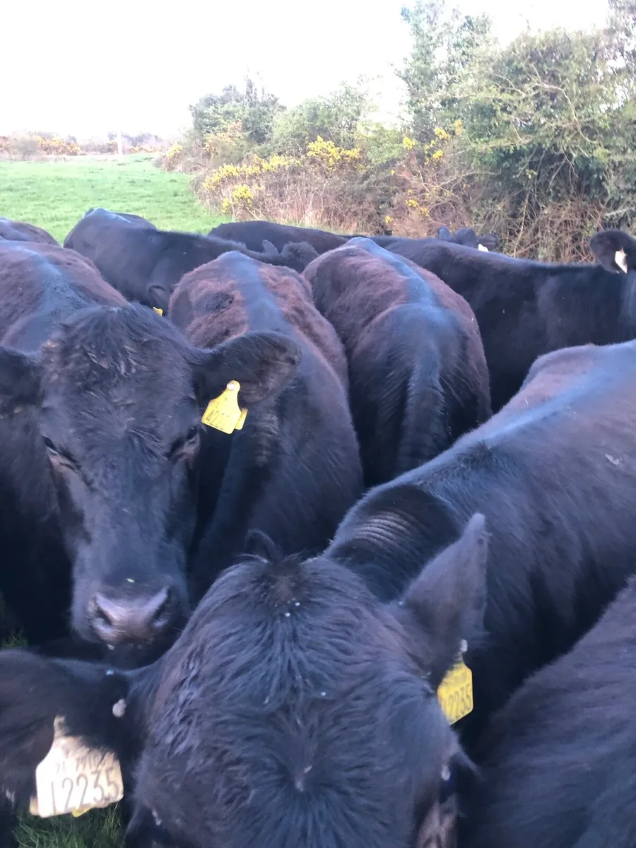 20 Angus Heifers - Image 1