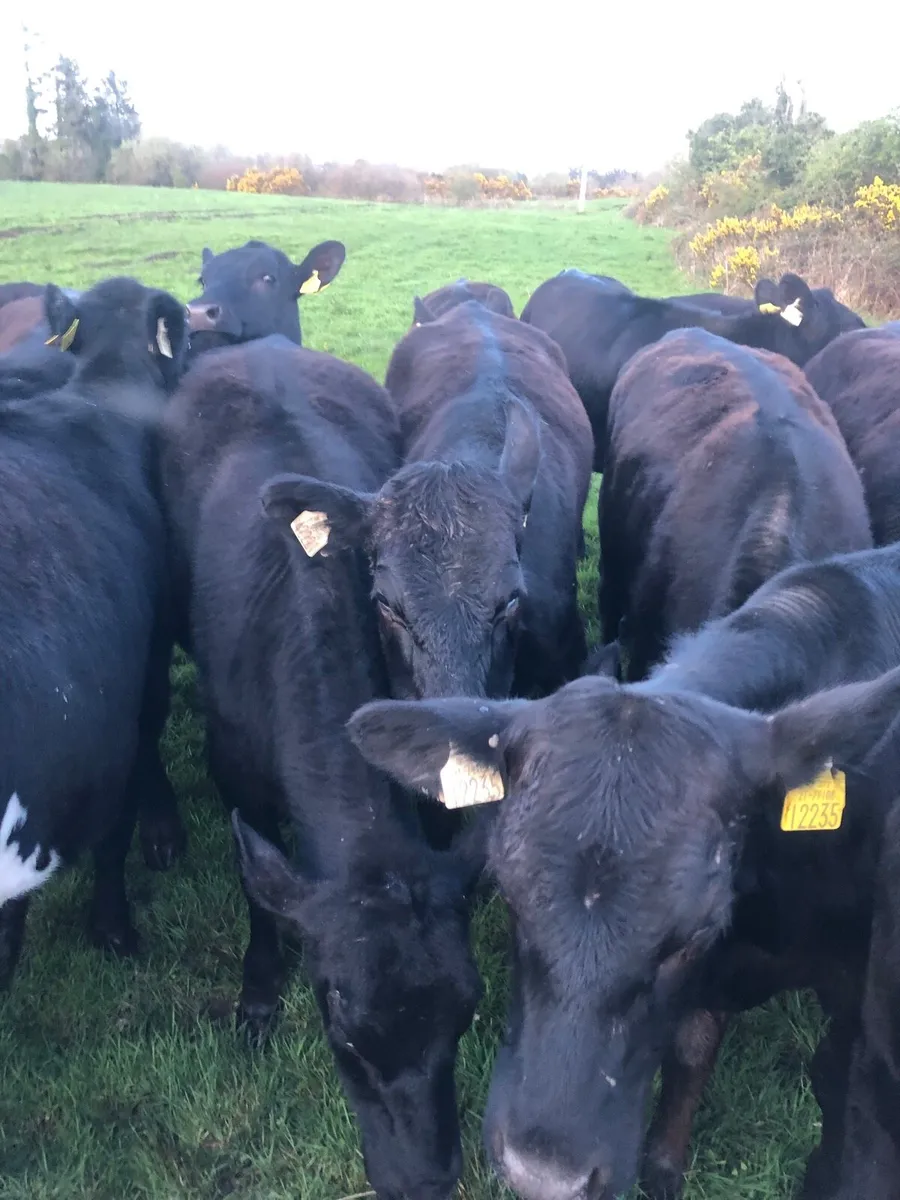 20 Angus Heifers - Image 2