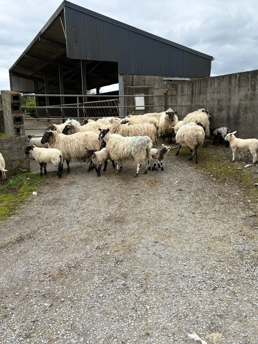 💥20 mule ewes and lambs 💥 - Image 1