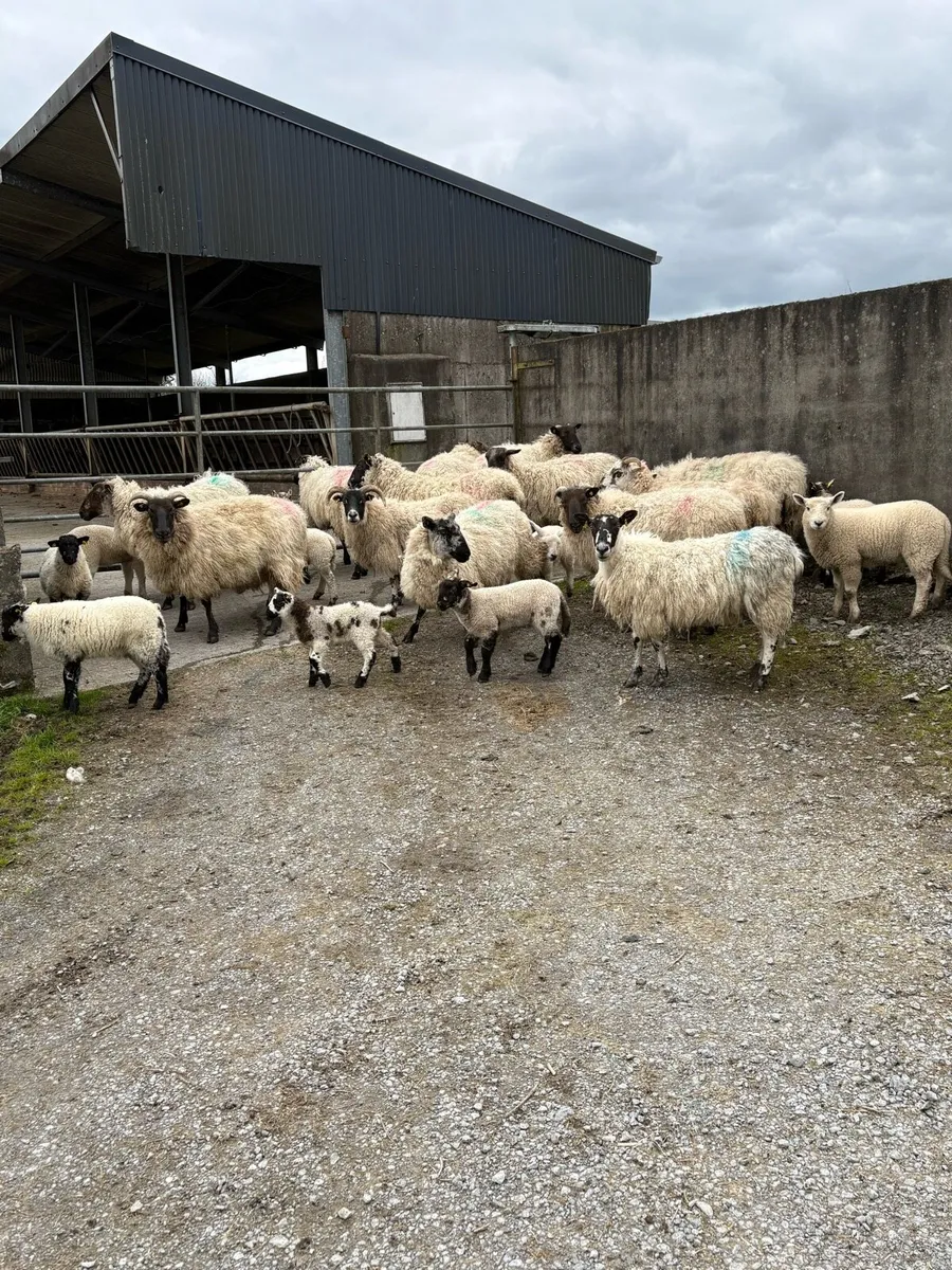 💥20 mule ewes and lambs 💥 - Image 2