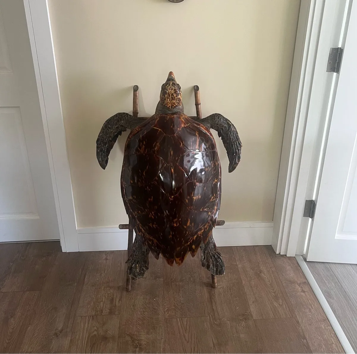 Antique Rare Large Sea Turtle Taxidermy - Image 3