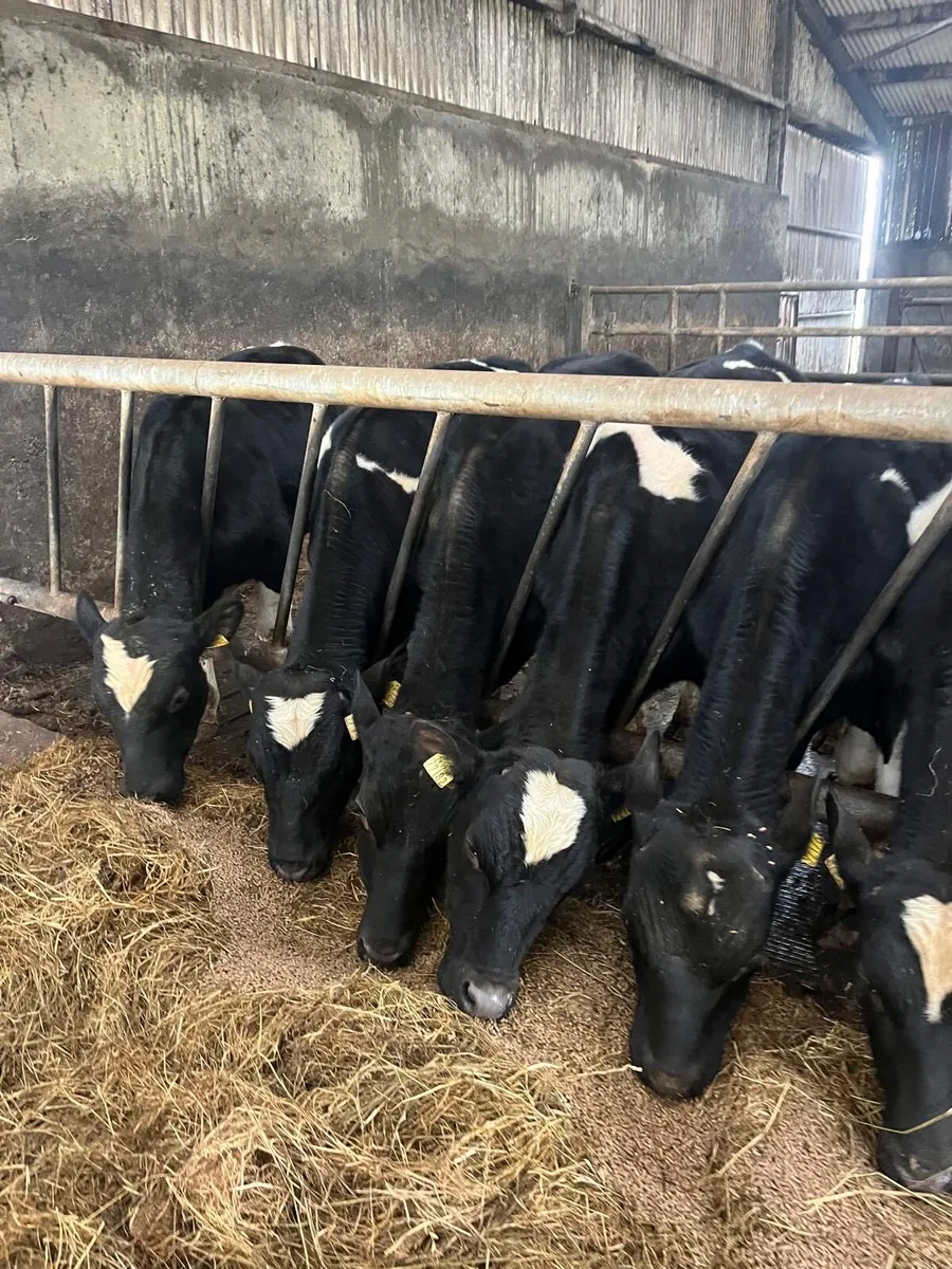 Teaser Bulls - Image 1