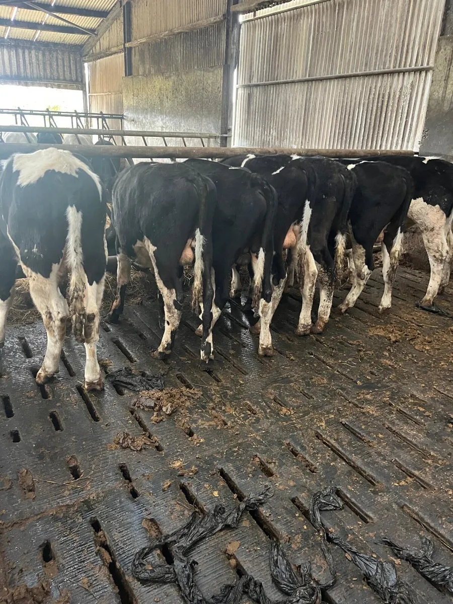 Teaser Bulls - Image 2