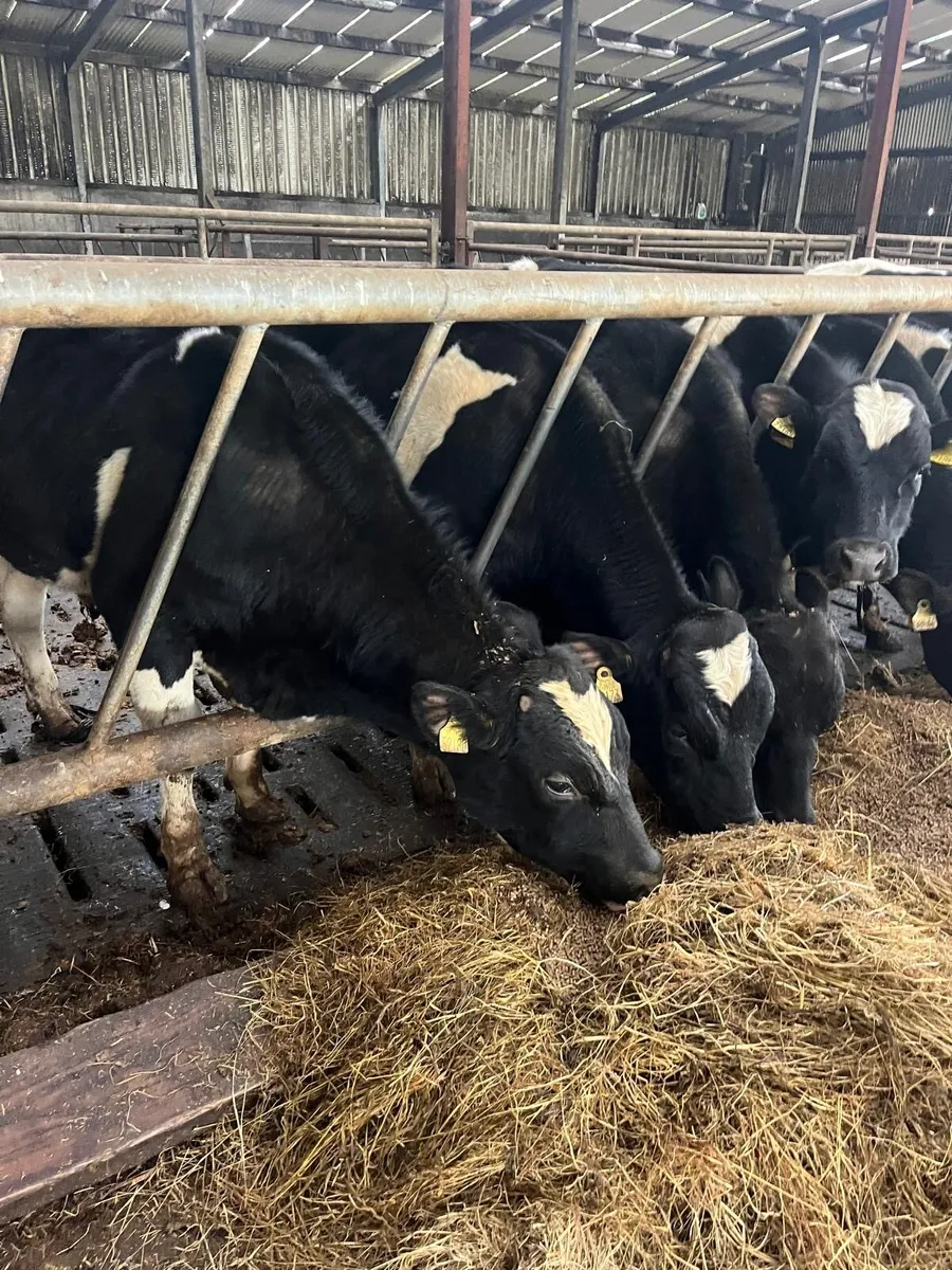 Teaser Bulls - Image 3