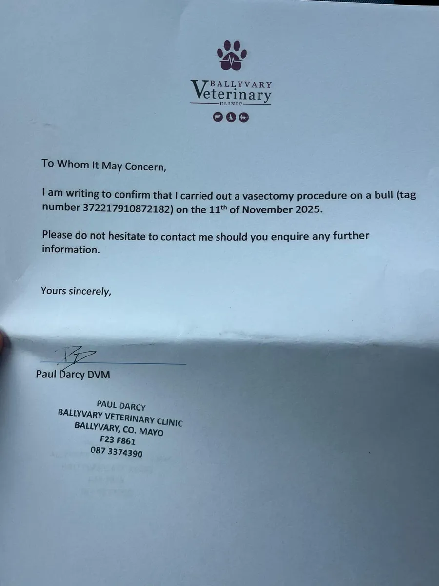 Teaser Bulls - Image 4