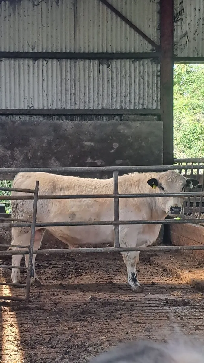 Speckle Park Bull - Image 2