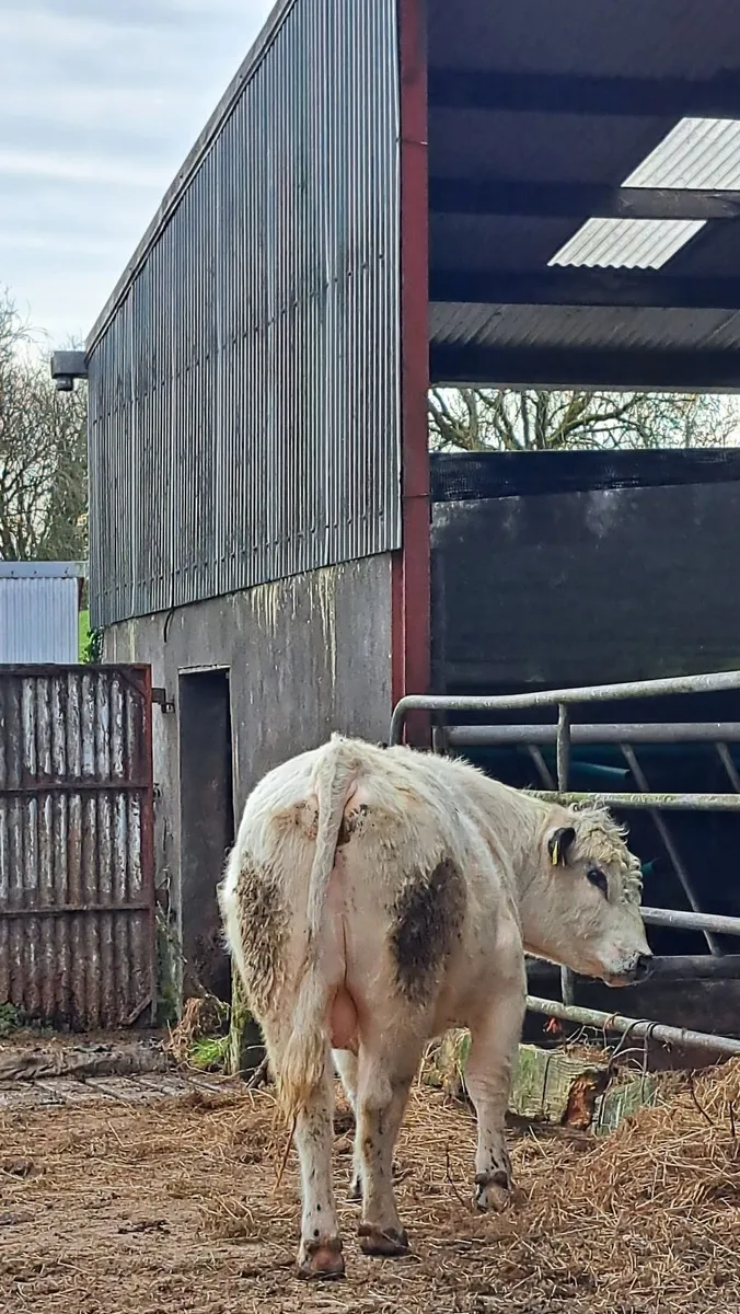 Speckle Park Bull - Image 3