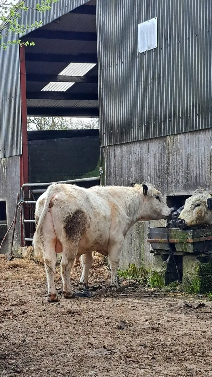 Speckle Park Bull - Image 4