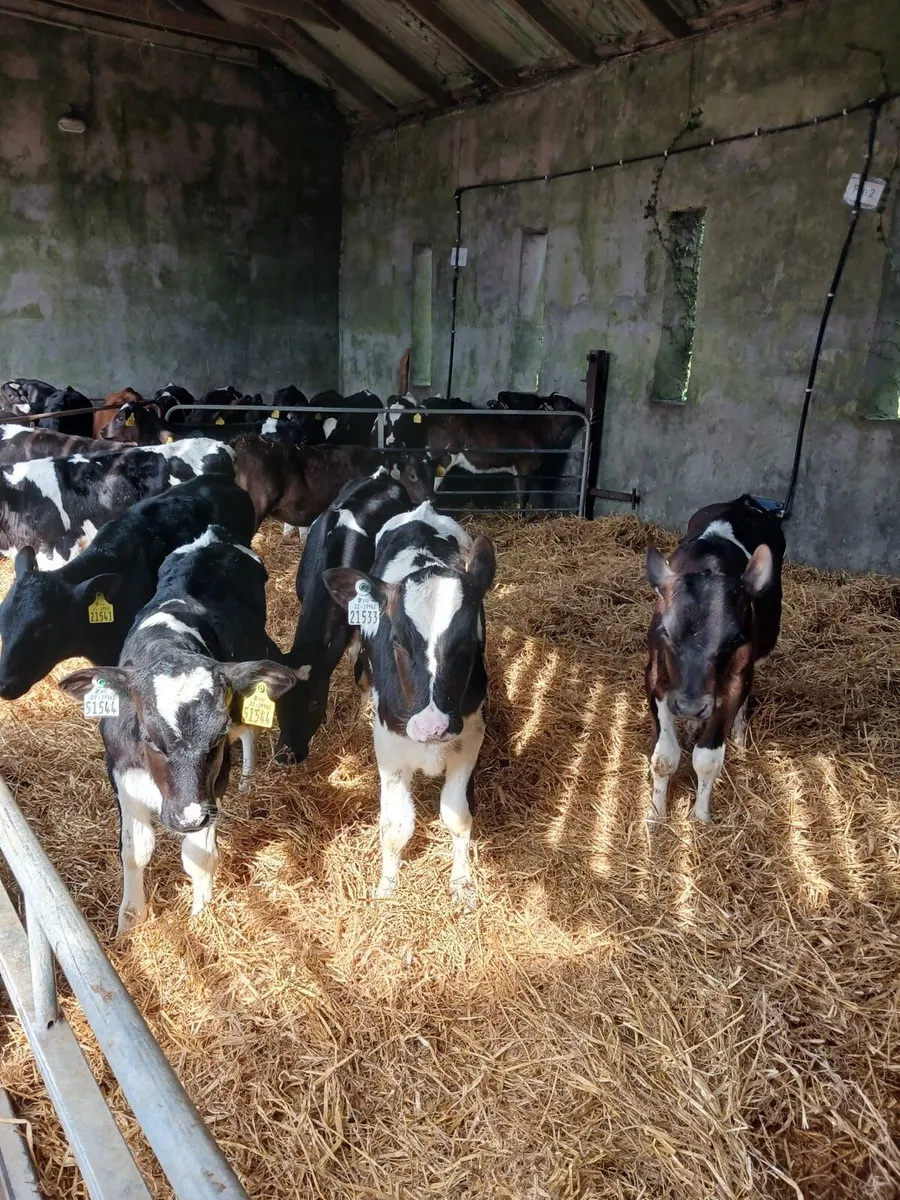 10 FRX Heifer Calves - Image 1