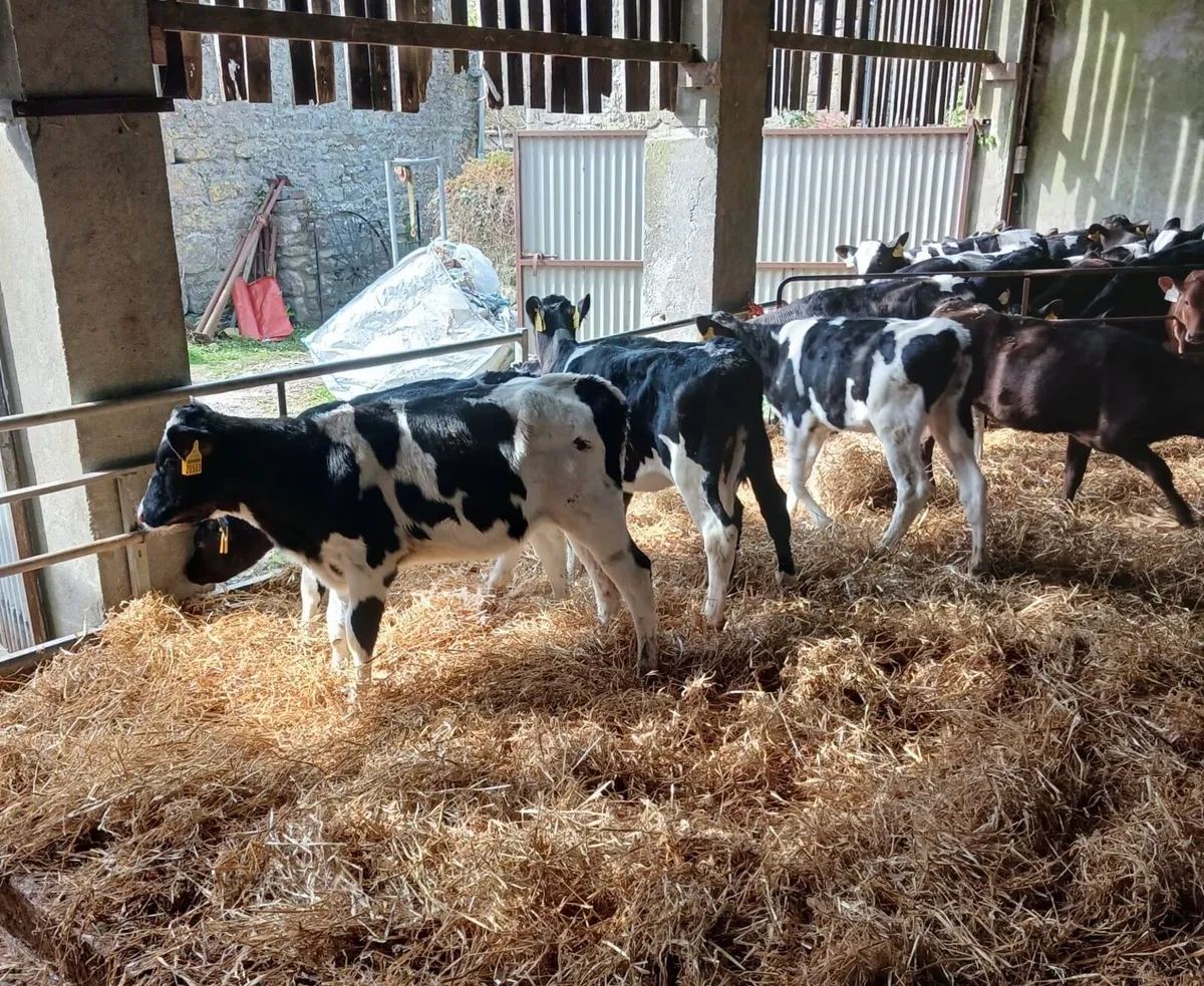 10 FRX Heifer Calves - Image 2