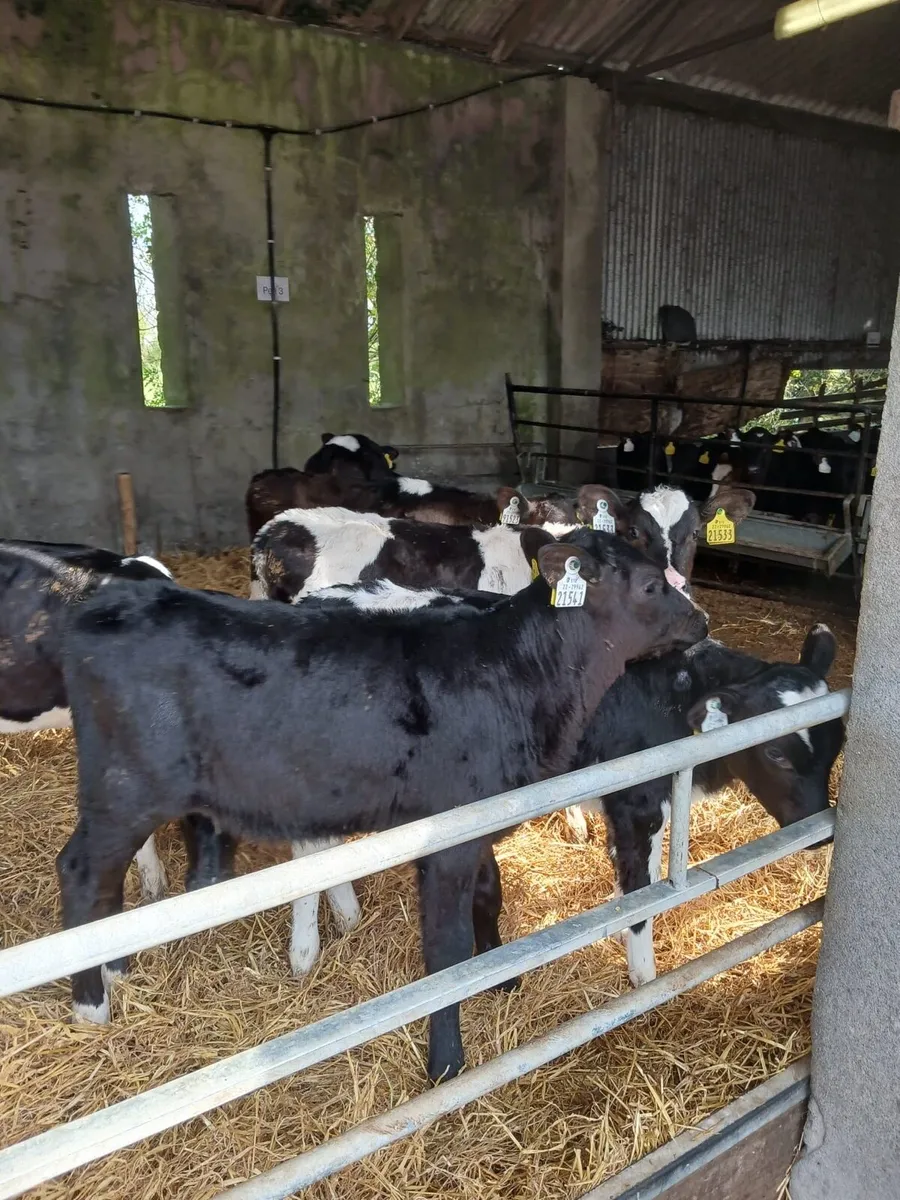 10 FRX Heifer Calves - Image 3