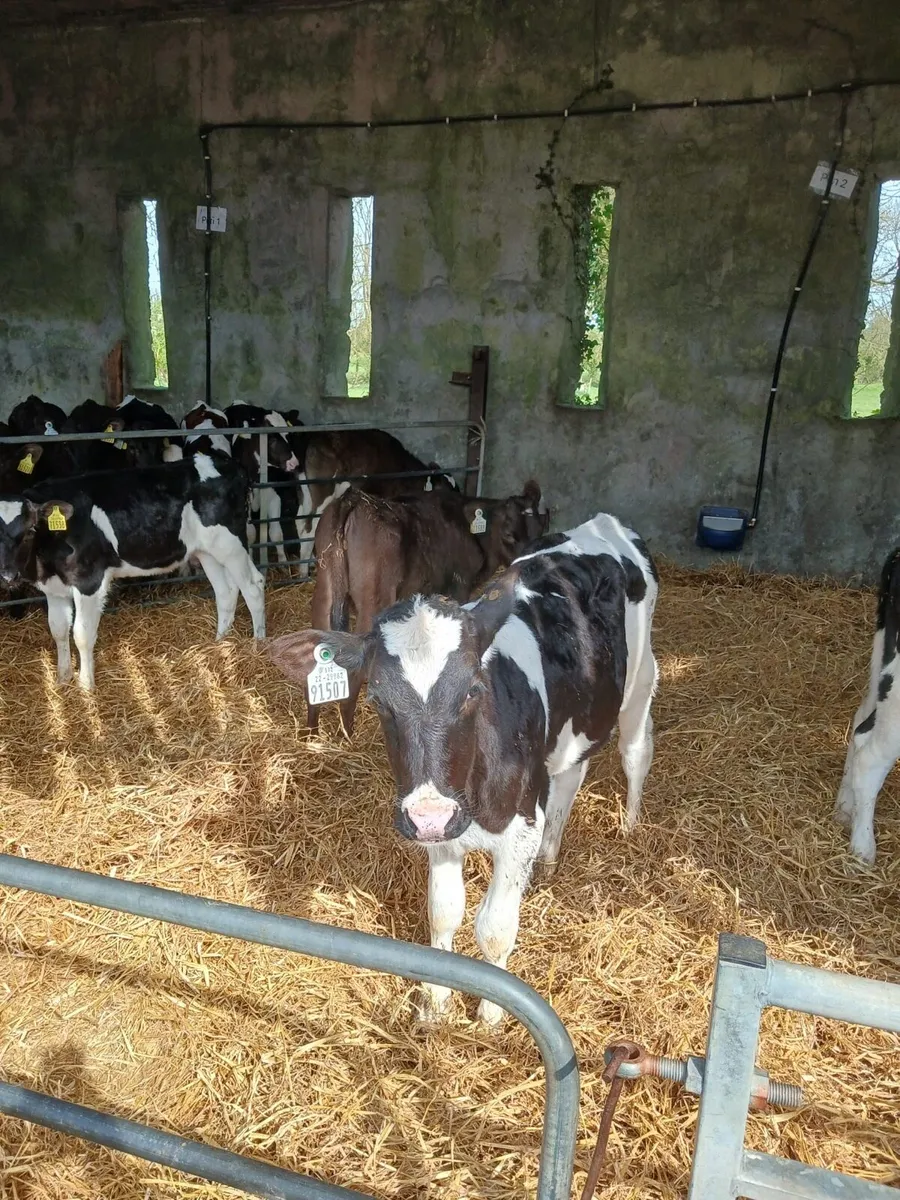 10 FRX Heifer Calves - Image 4