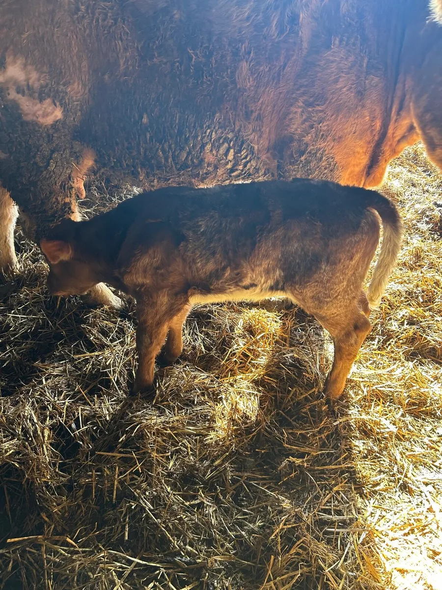 Springer with bull calf - Image 4
