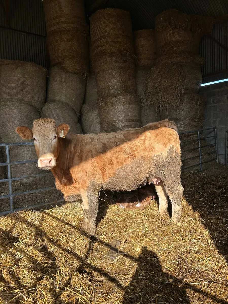 Springer with bull calf - Image 2