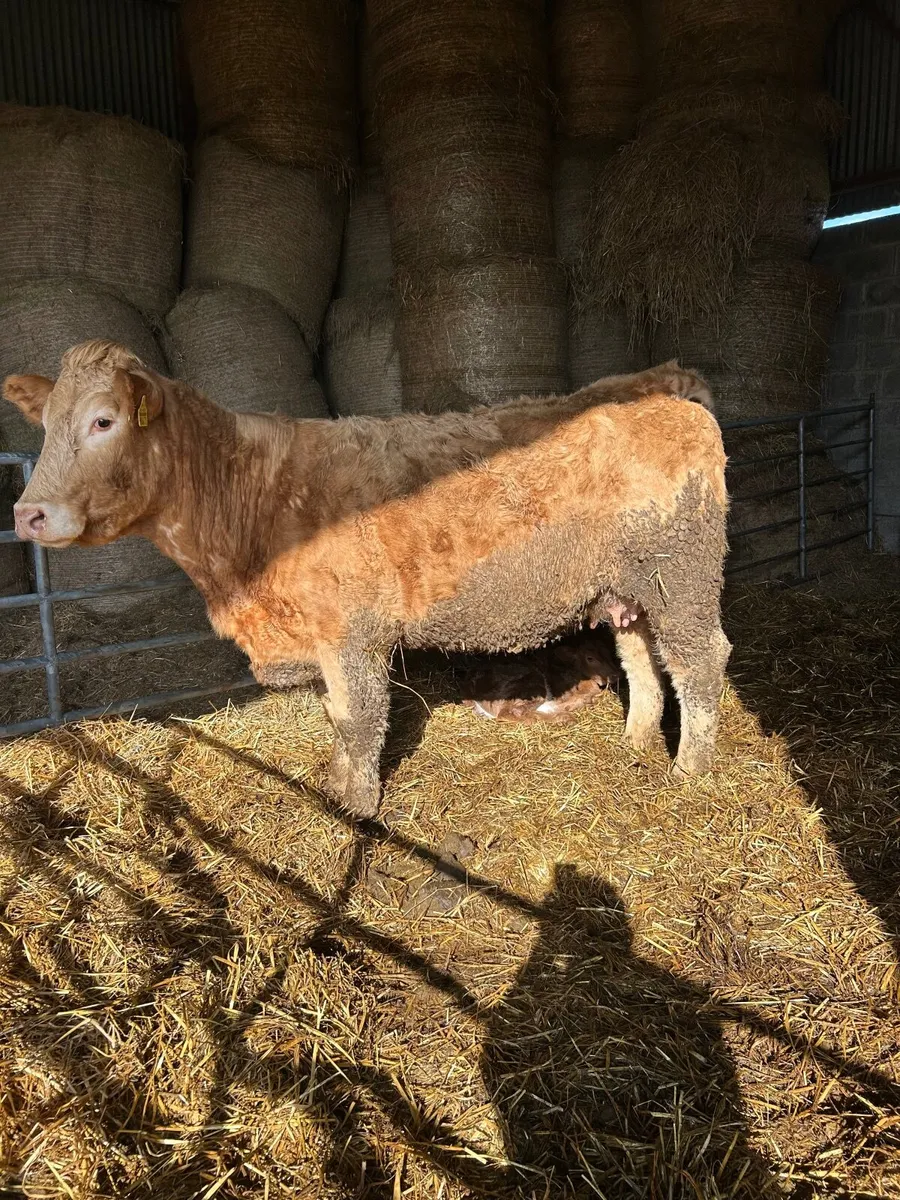 Springer with bull calf - Image 3