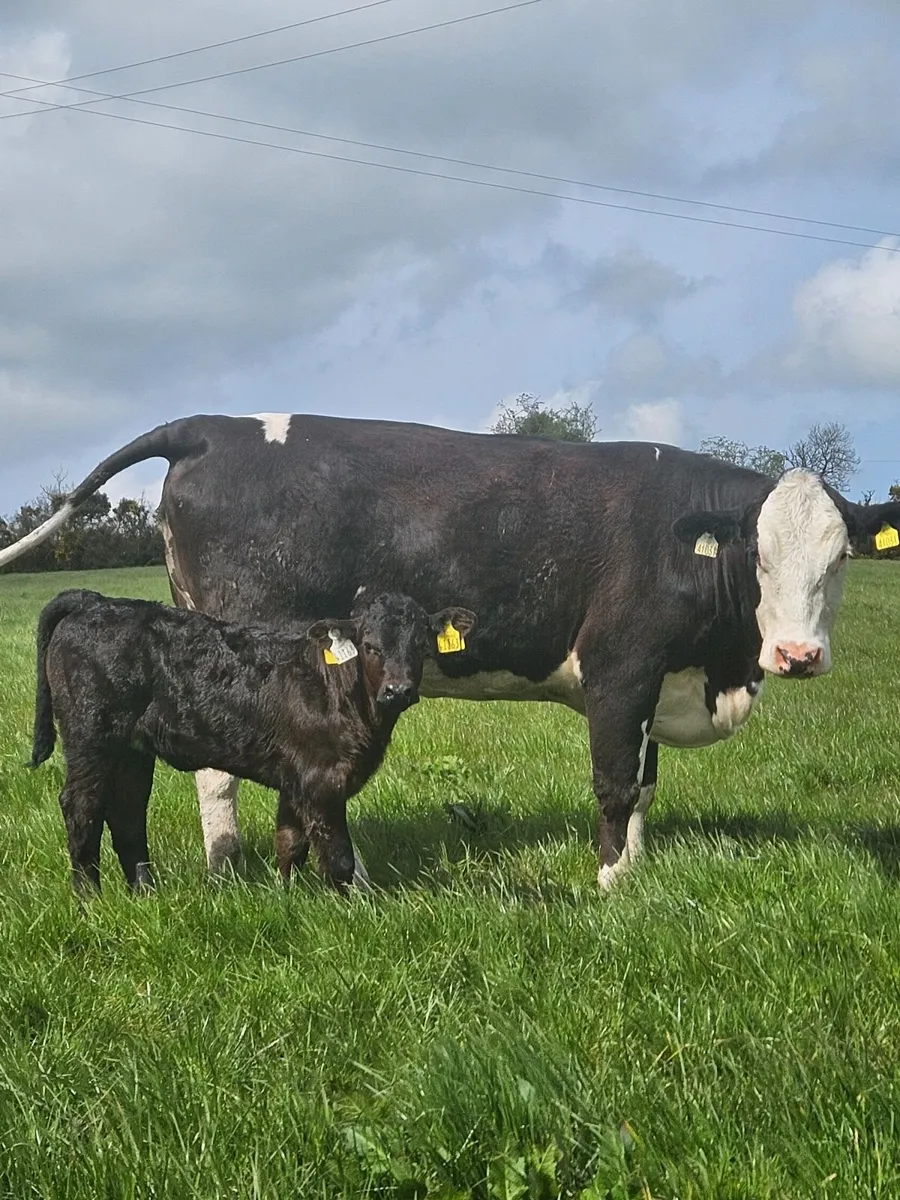 Cow and calf - Image 1