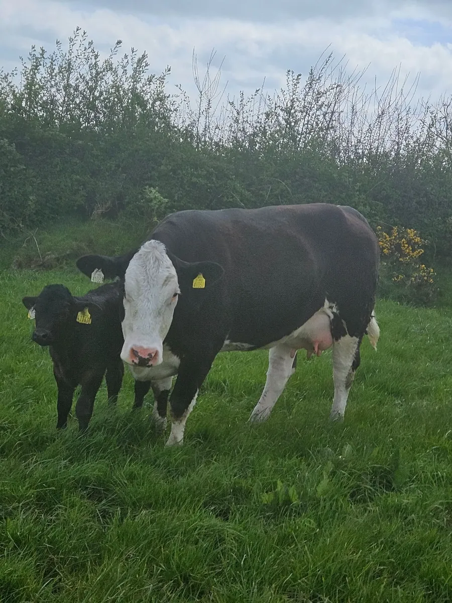 Cow and calf - Image 2