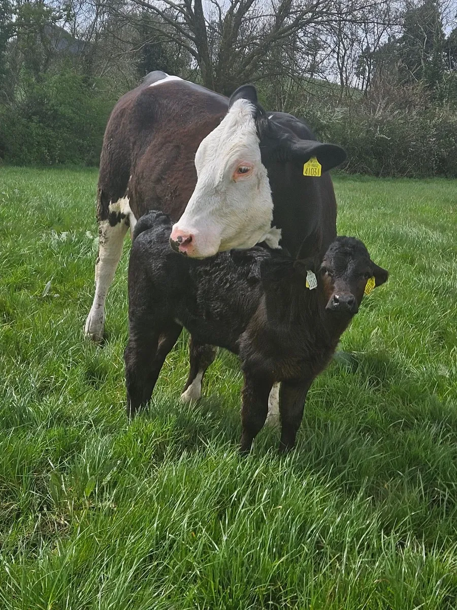 Cow and calf - Image 3