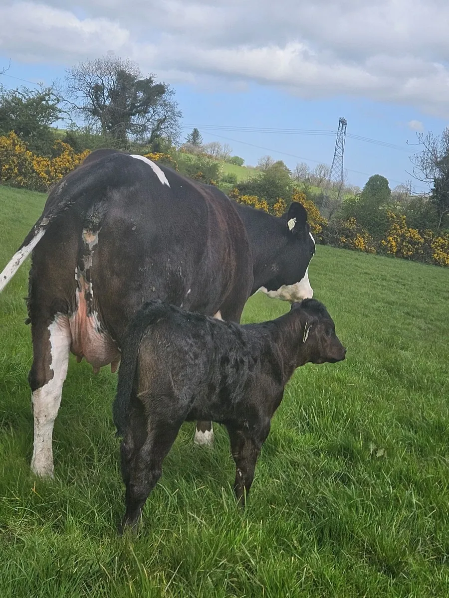 Cow and calf - Image 4