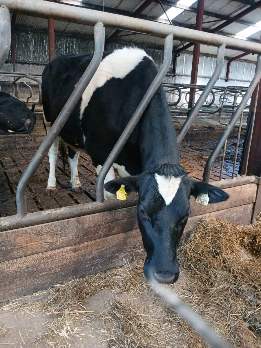 Three Maiden Friesian  Heifers - Image 1