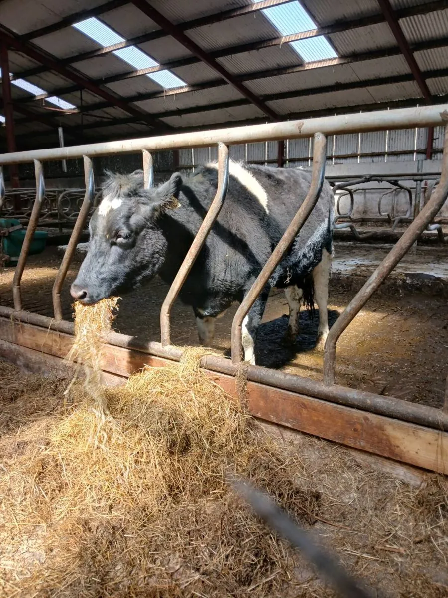 Three Maiden Friesian  Heifers - Image 2