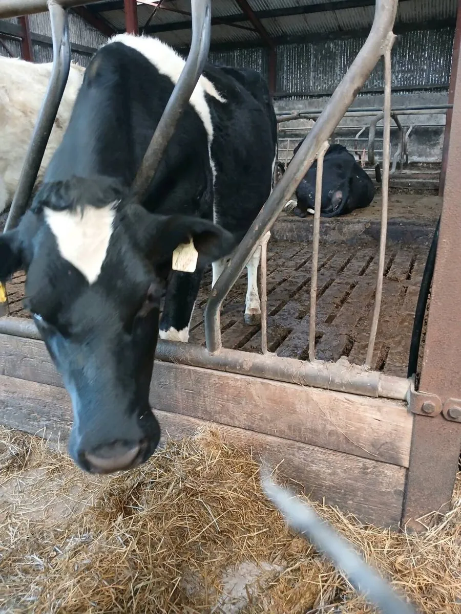 Three Maiden Friesian  Heifers - Image 3