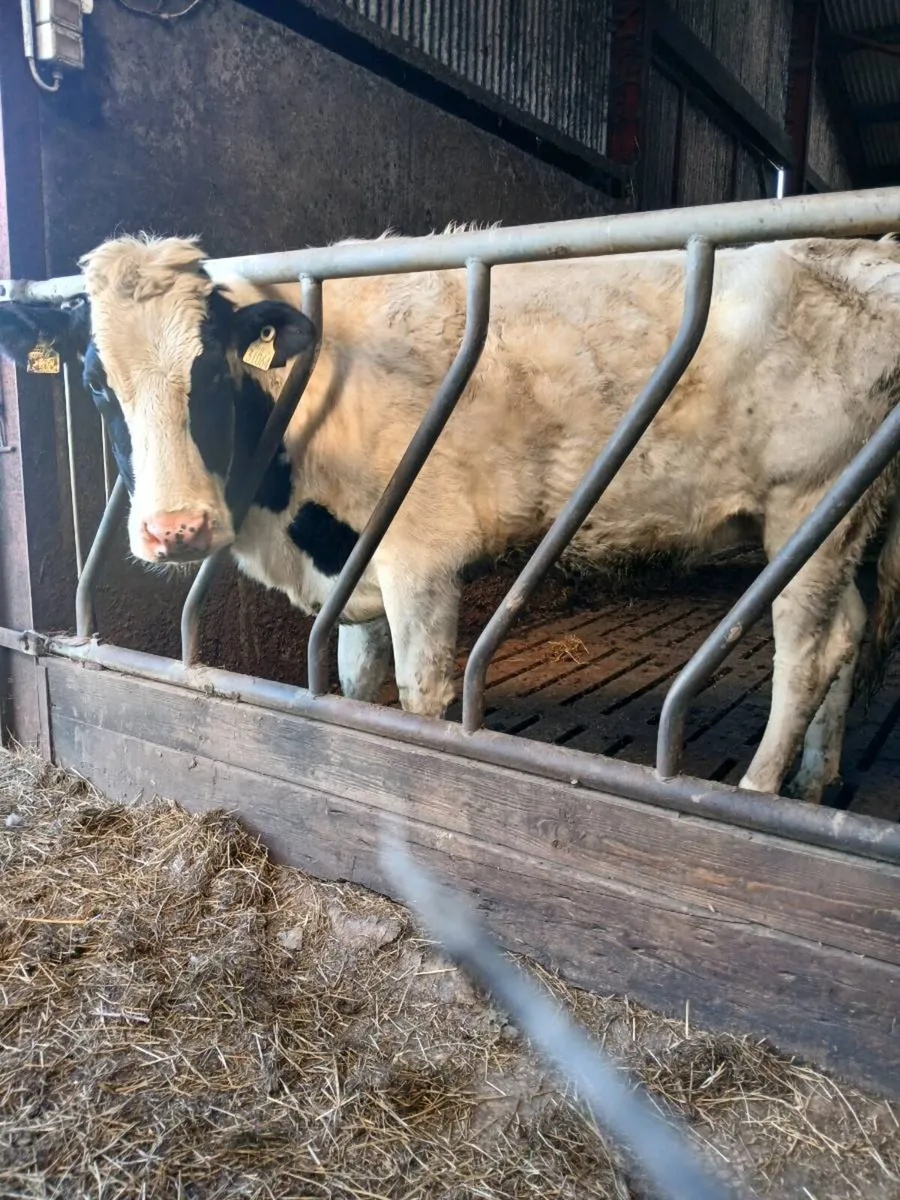 Three Maiden Friesian  Heifers - Image 4