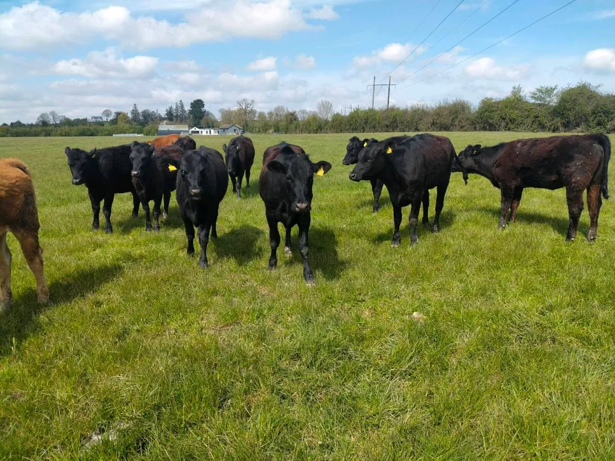 58 AAX heifers - Image 1