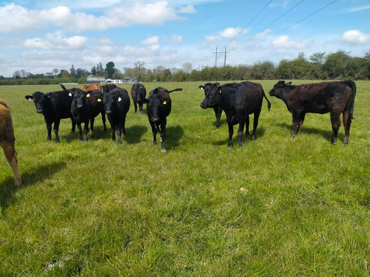 58 AAX heifers - Image 2