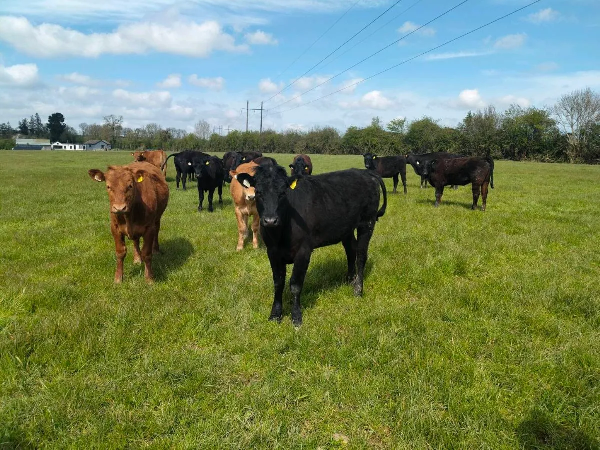 58 AAX heifers - Image 3