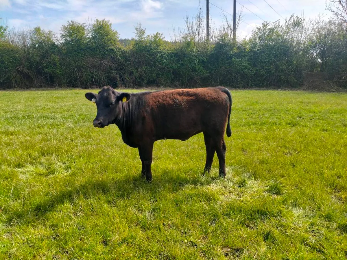 58 AAX heifers - Image 4