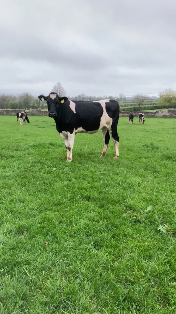 Maiden heifers - Image 1