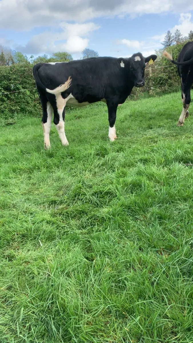 Maiden heifers - Image 2