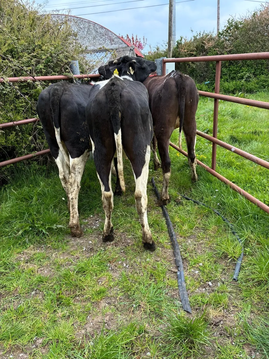 Maiden heifers - Image 3