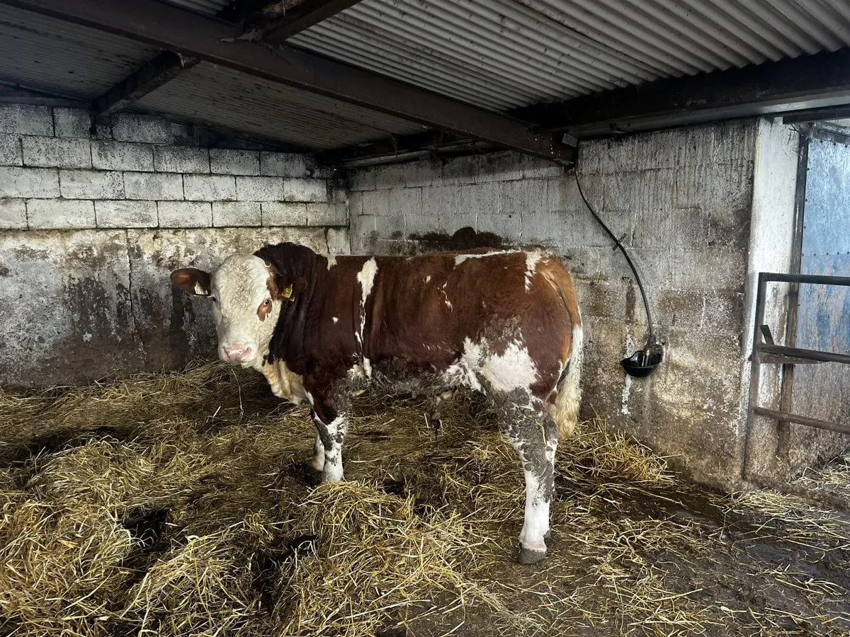 Simmental bulls - Image 1