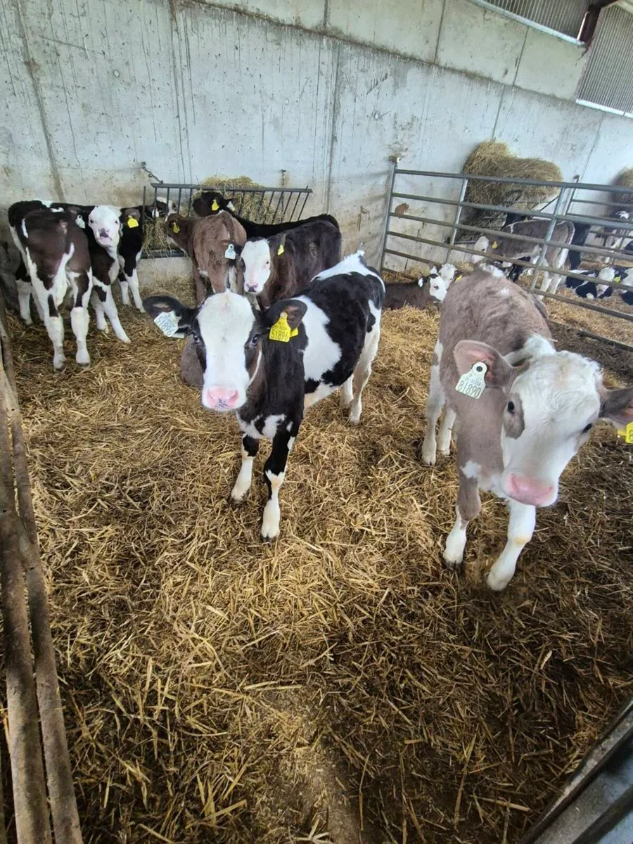 Angus and simmental calves - Image 1