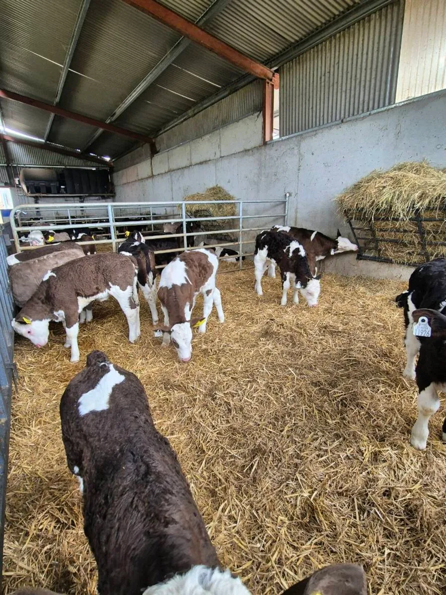 Angus and simmental calves - Image 2
