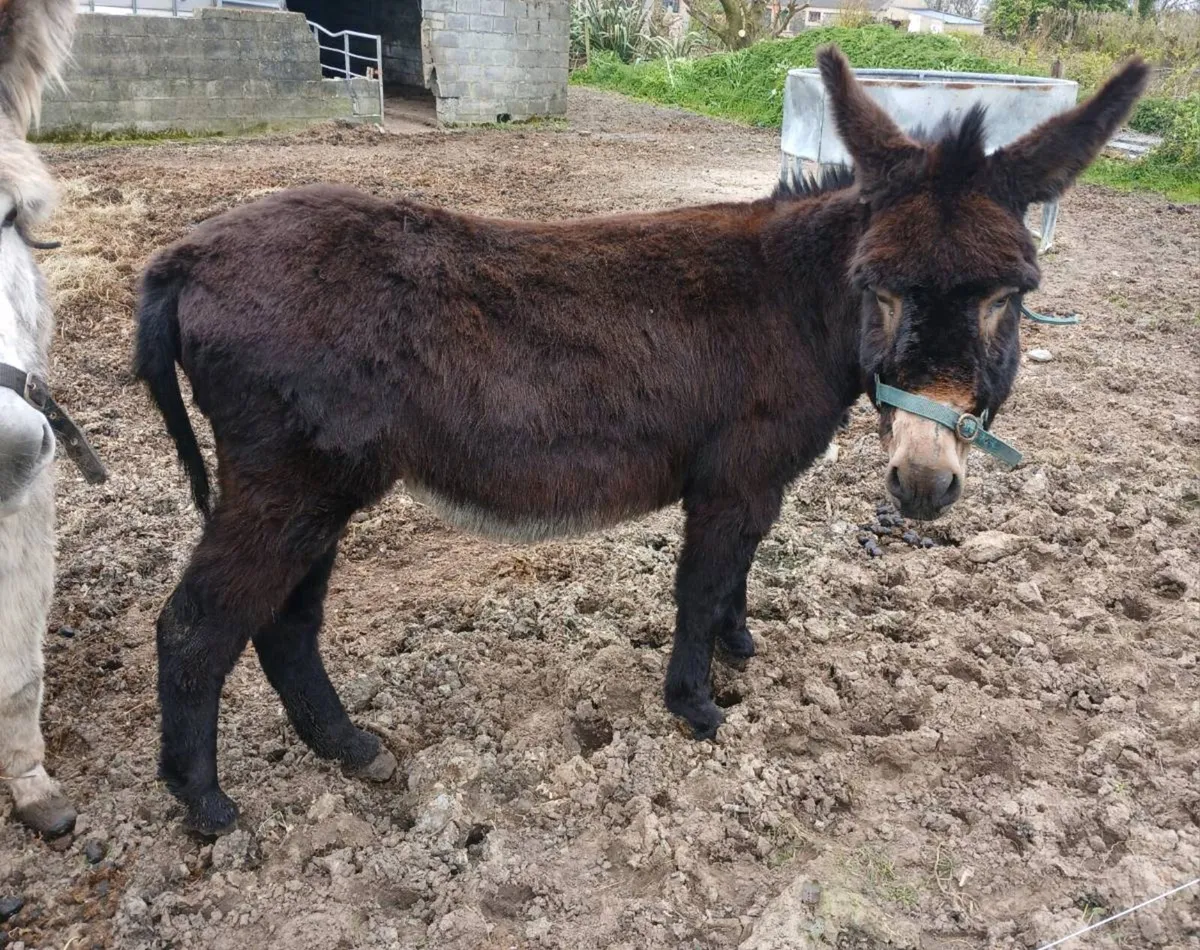 Jack donkey - Image 1