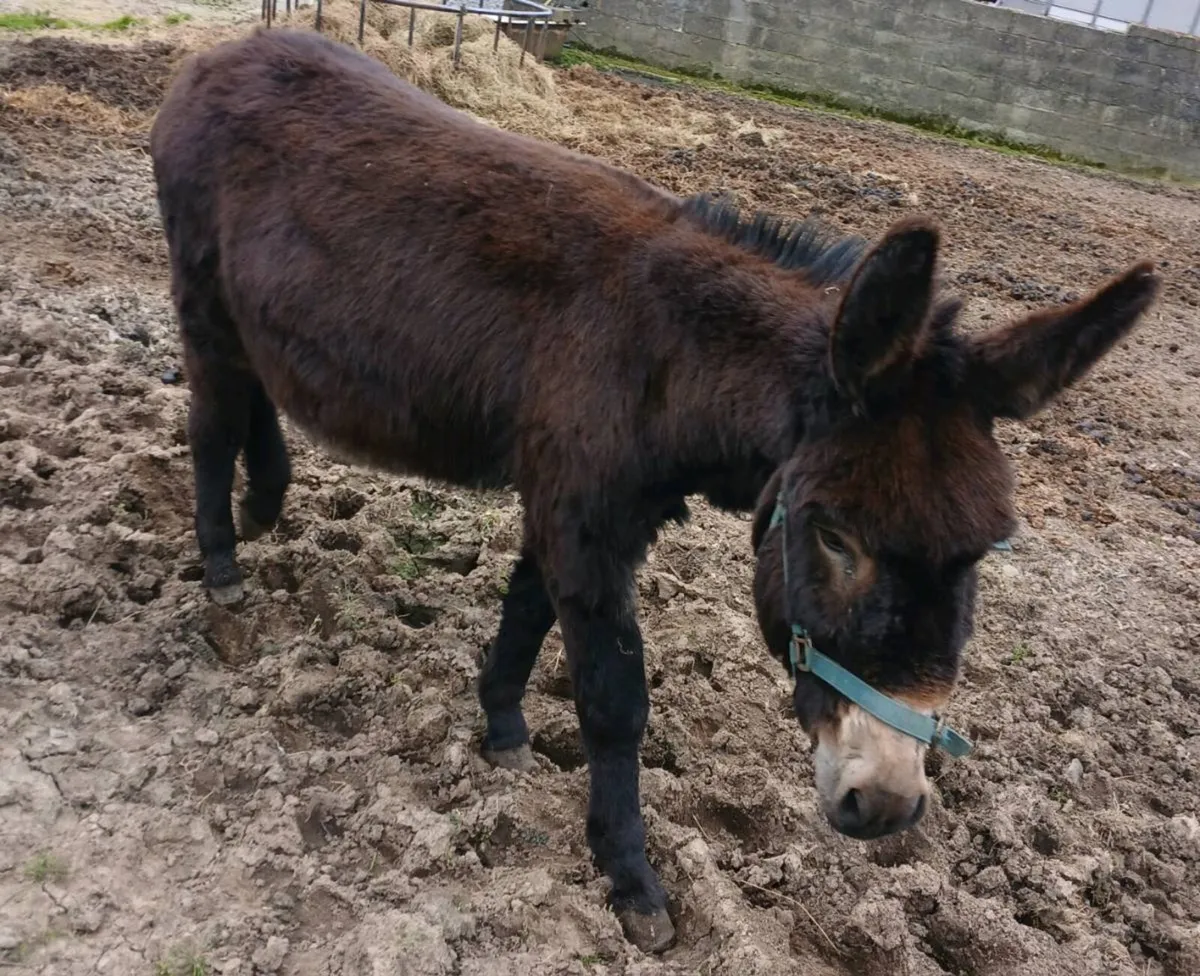 Jack donkey - Image 2