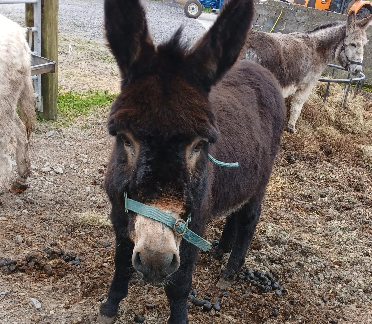 Jack donkey - Image 3