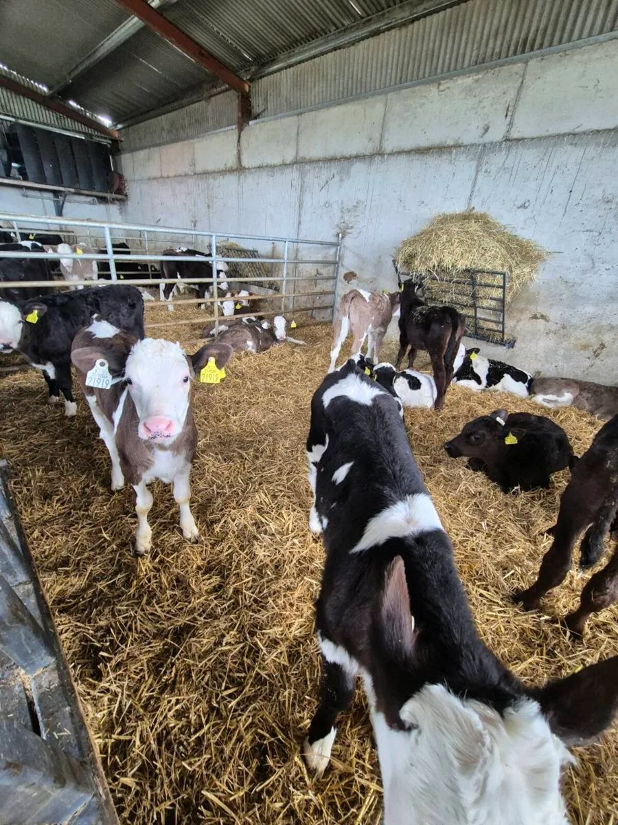 Angus and simmental calves - Image 4