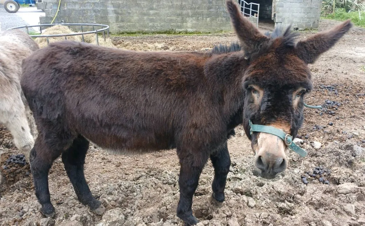 Jack donkey - Image 4