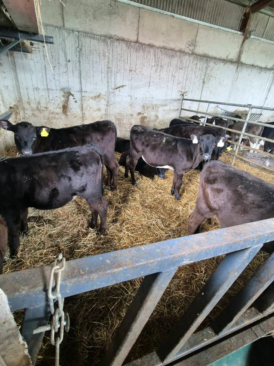 Angus and simmental calves - Image 3