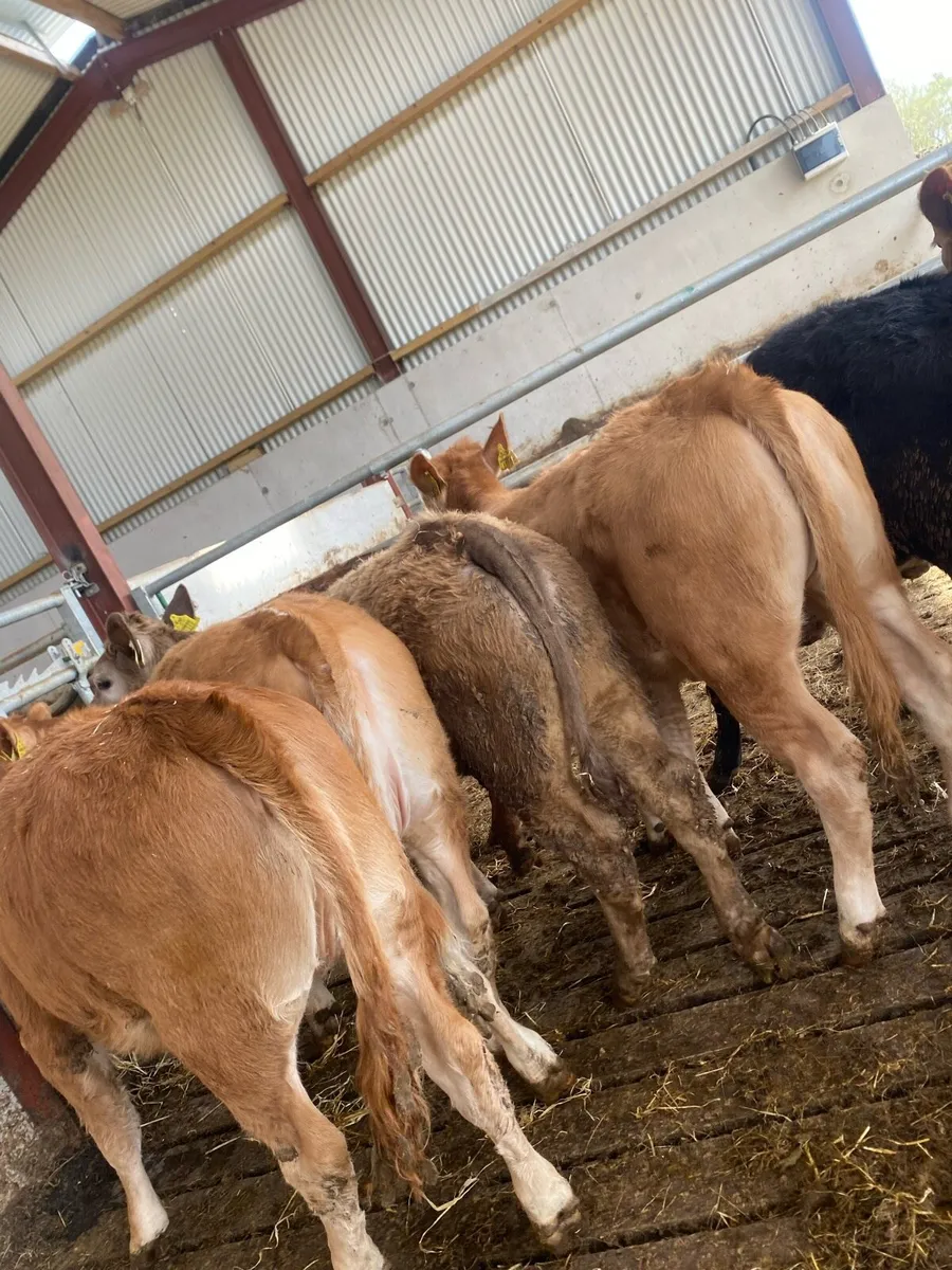 8 grass heifers - Image 1