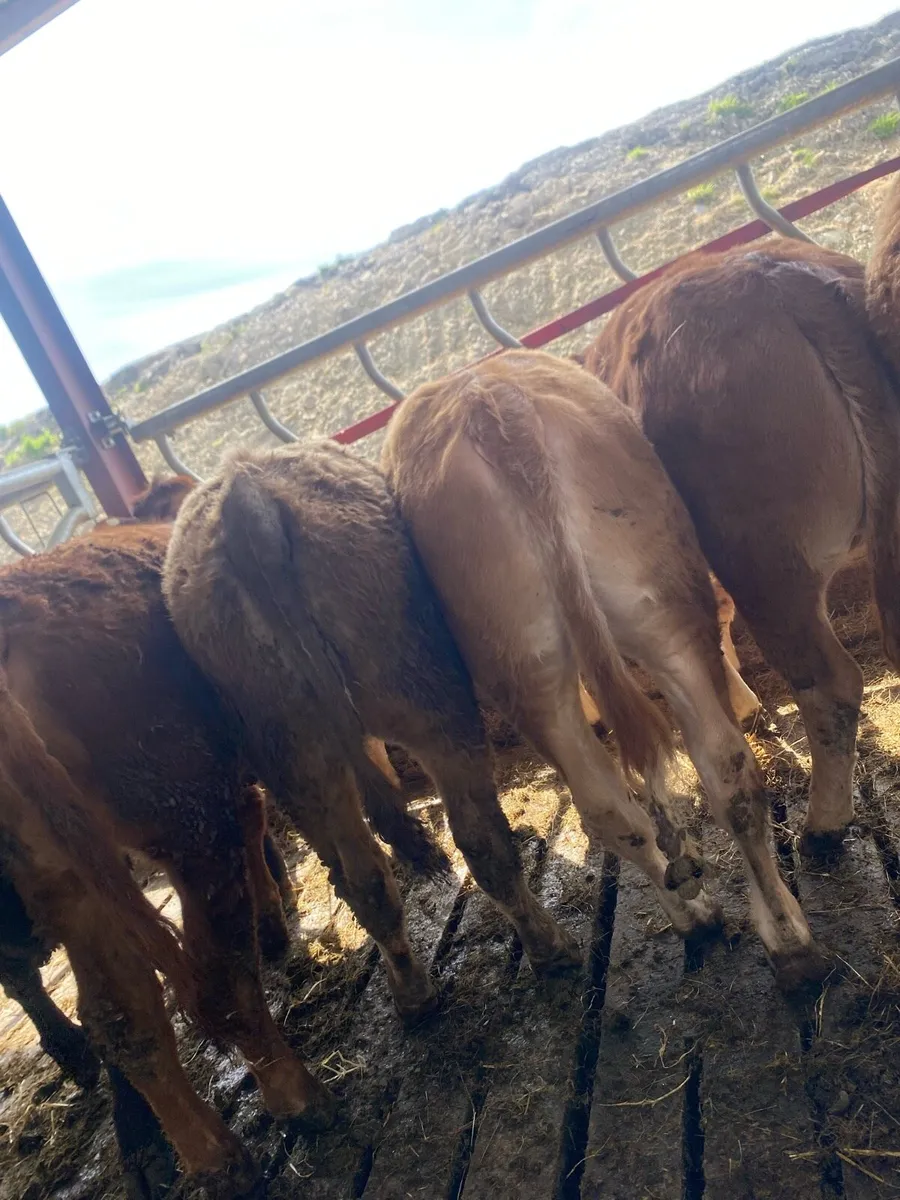 8 grass heifers - Image 4