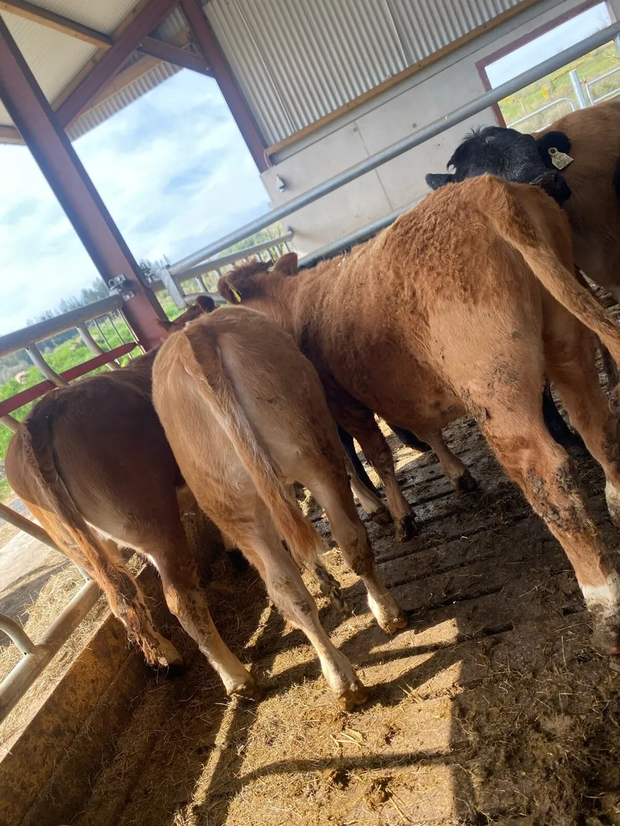 8 grass heifers - Image 2