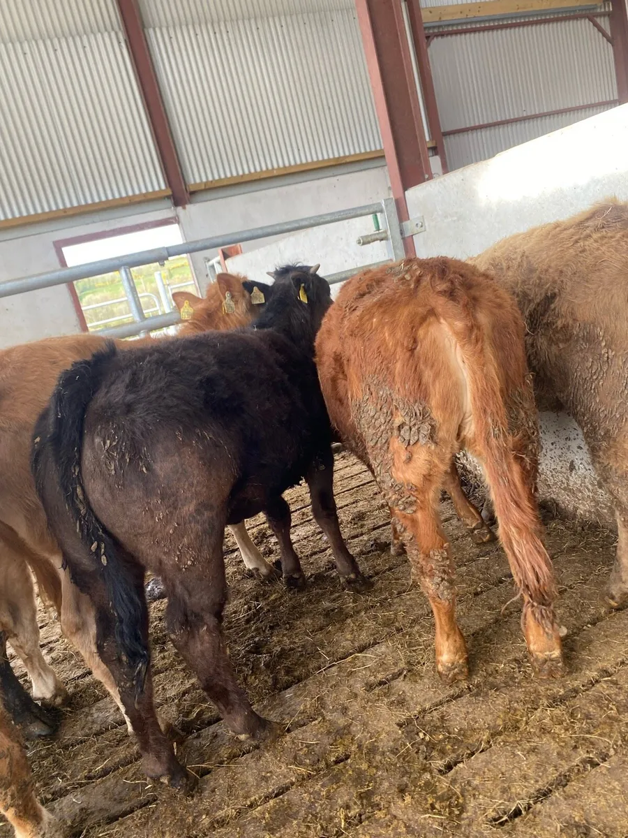 8 grass heifers - Image 3